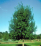 Fraxinus pennsylvanica 'Patmore'.png